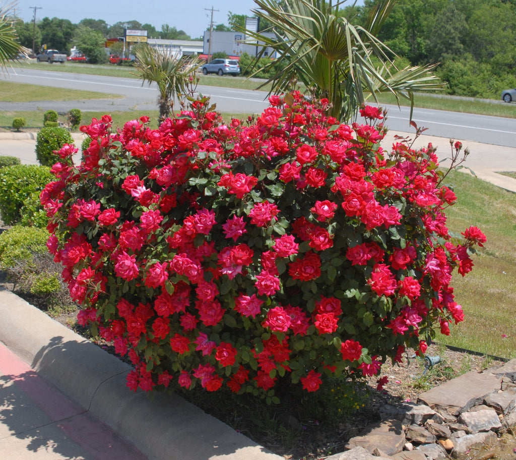 Rosa KO Double Knock Out (Red)