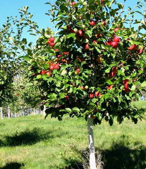 HoneyCrisp Apple Tree