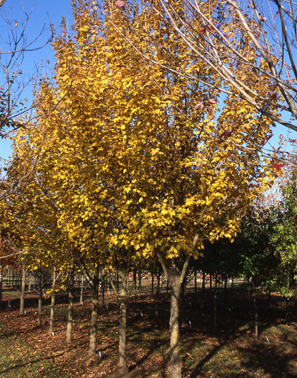 Metro Gold Hedge Maple - Acer campestre Metro Gold®