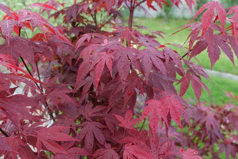 Japanese Maple - Acer Emperor 1