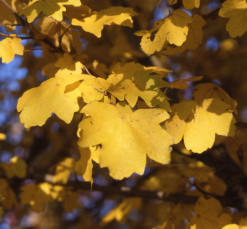 Metro Gold Hedge Maple - Acer campestre Metro Gold®