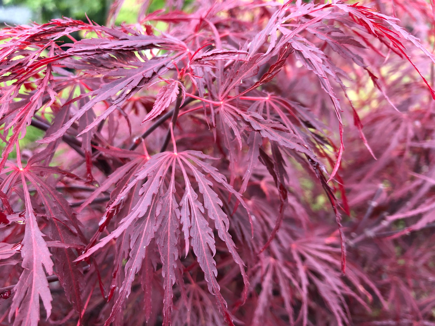 Laceleaf Japanese Maple - park grade