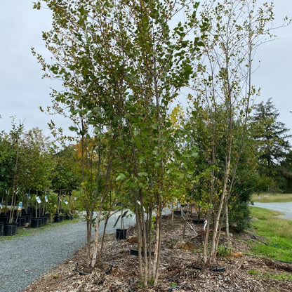 9-10’ Riverbirch 12/2023 (3.0)- 🌲