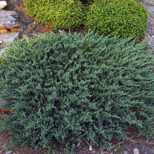 Groundcover Juniper