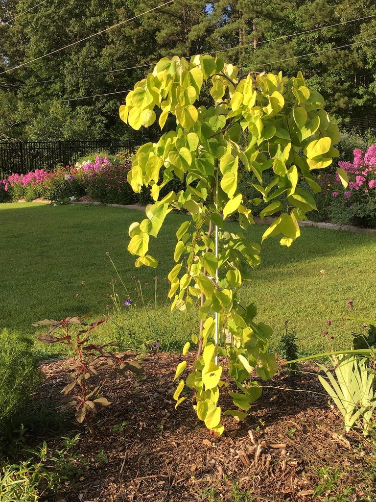 Golden Falls Redbud