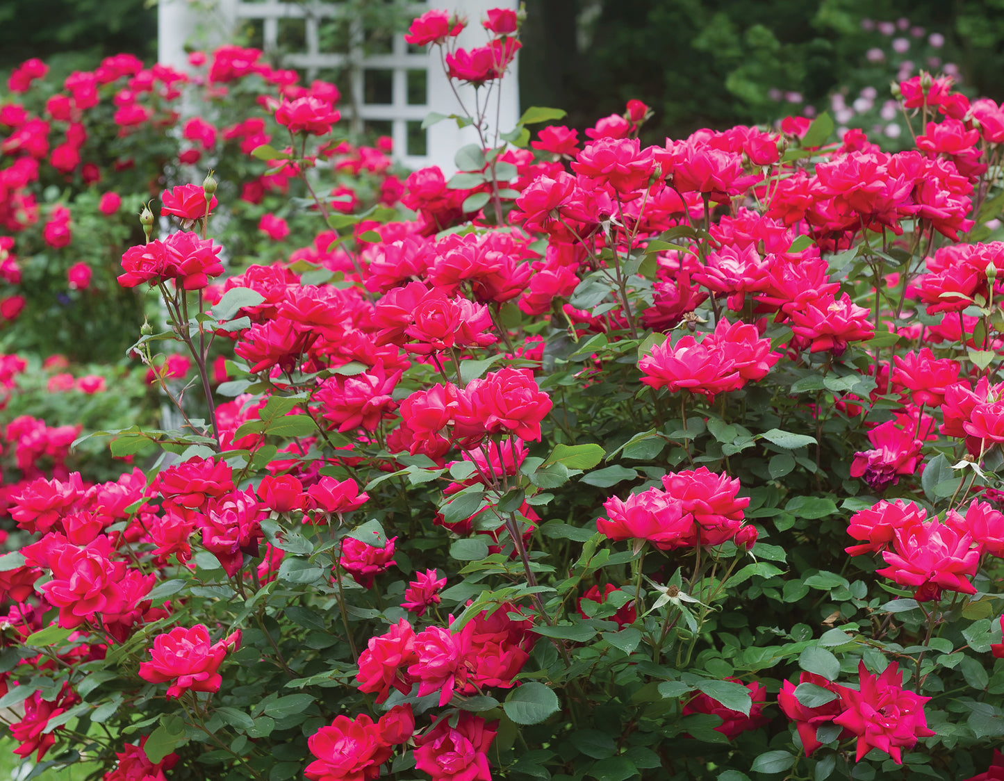 Rosa KO Double Knock Out (Red)