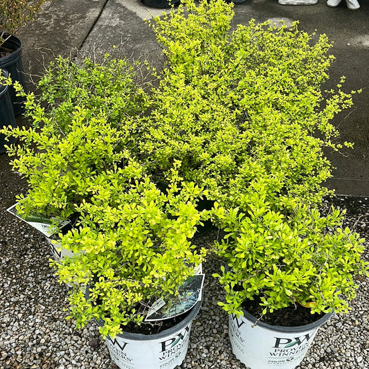 Barberry- Yellow