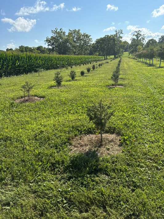 1’ Norway Spruce