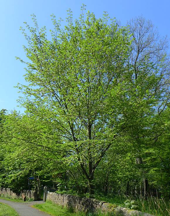 3.0” Wild Elm