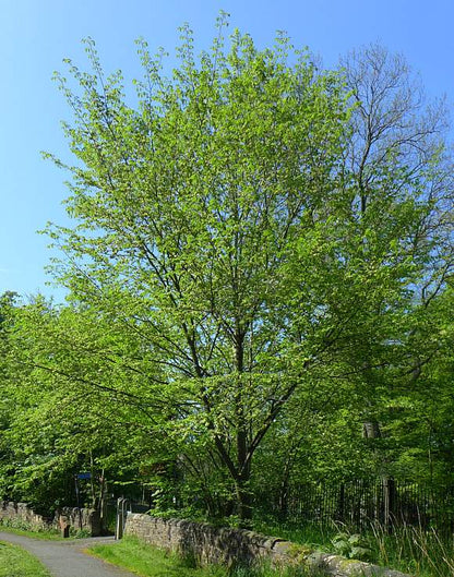 3.0” Wild Elm