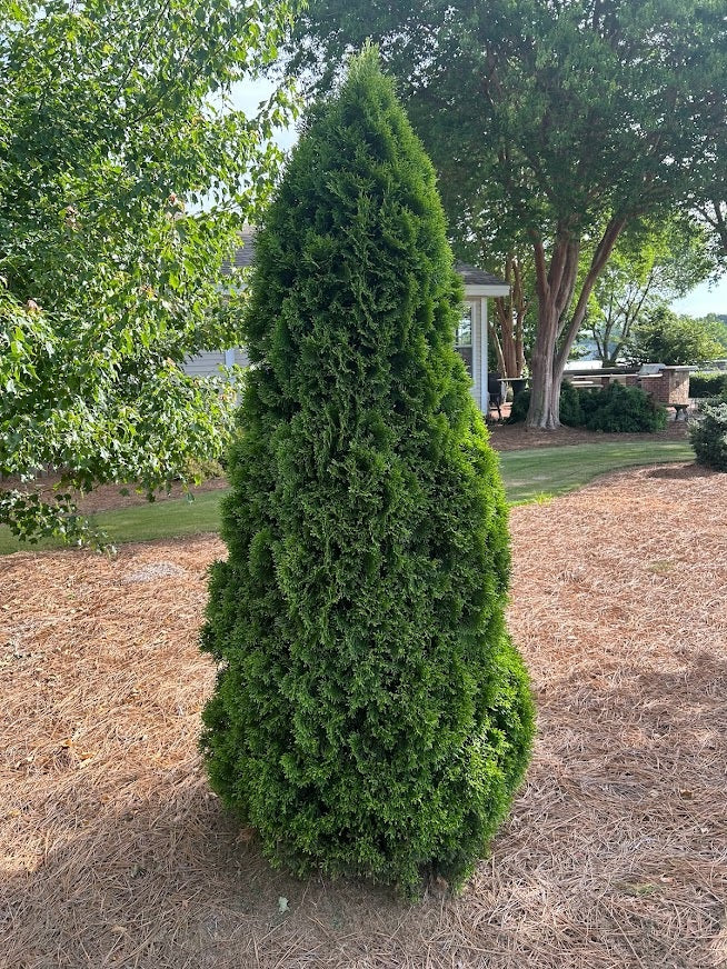 3' Emerald Green Arborvitae
