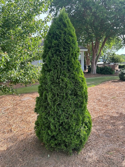 3' Emerald Green Arborvitae