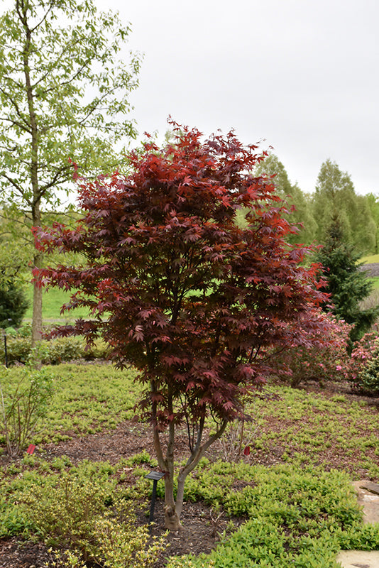 Japanese Maple - Acer Emperor 1