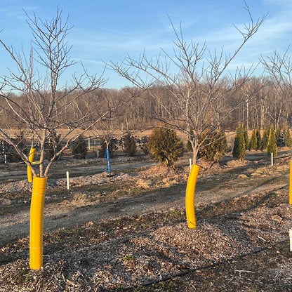 Royal White Redbud