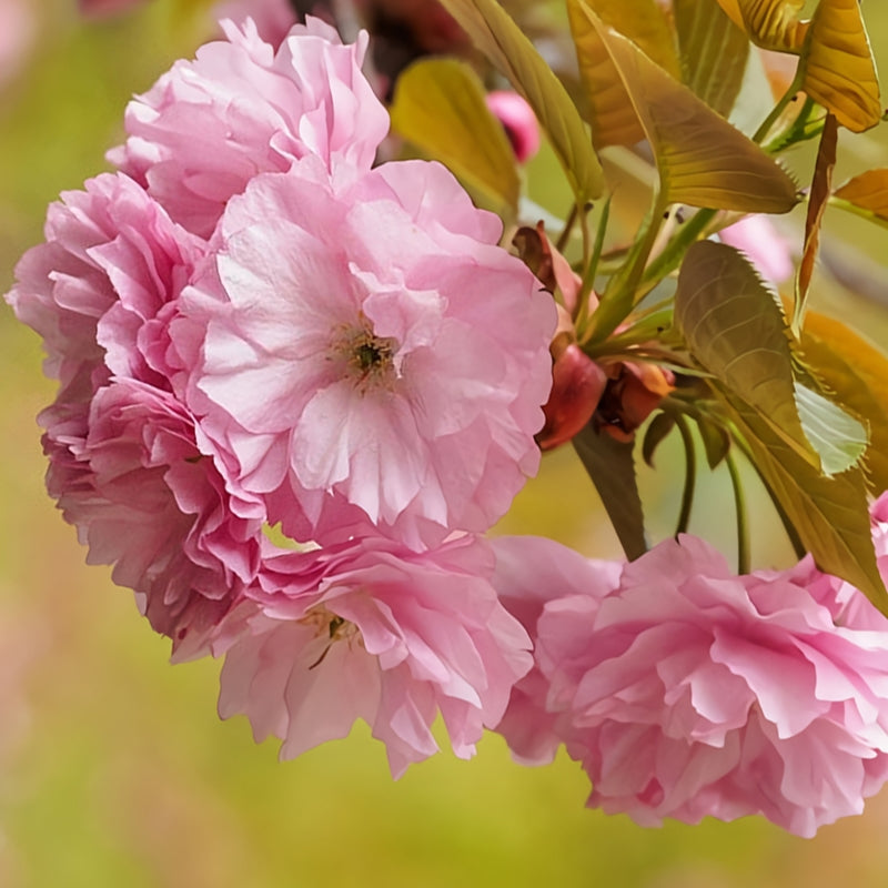 Kwanzan Cherry