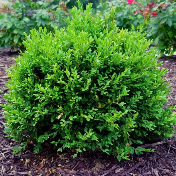 Green Velvet Boxwood - 🌲