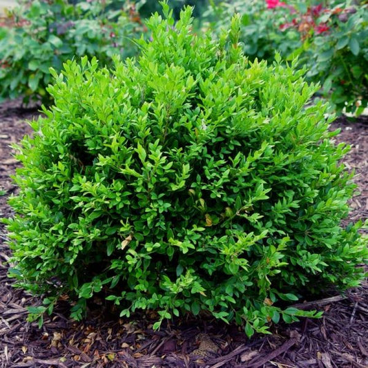 Green Velvet Boxwood - 🌲