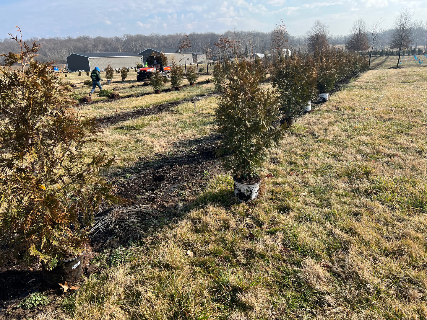 Green Giant Arborvitae