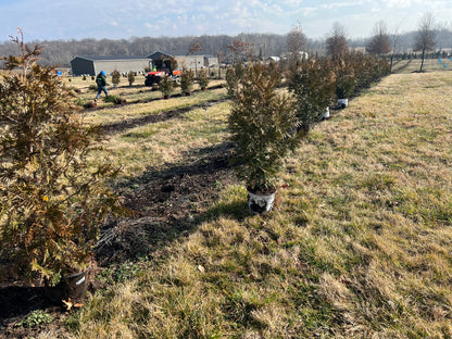 Green Giant Arborvitae