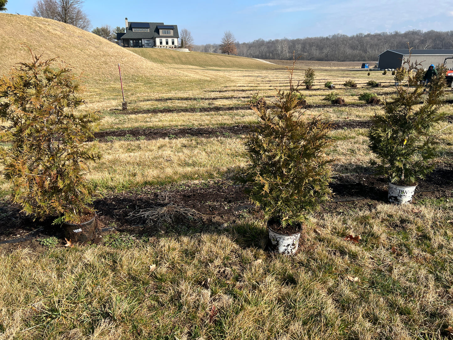 Green Giant Arborvitae