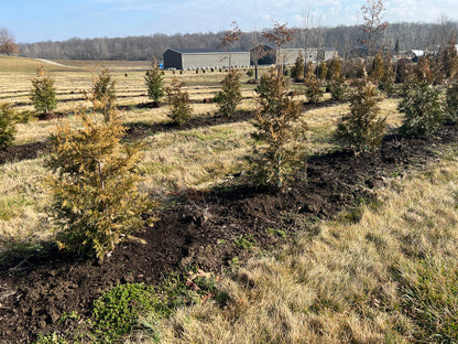 Green Giant Arborvitae