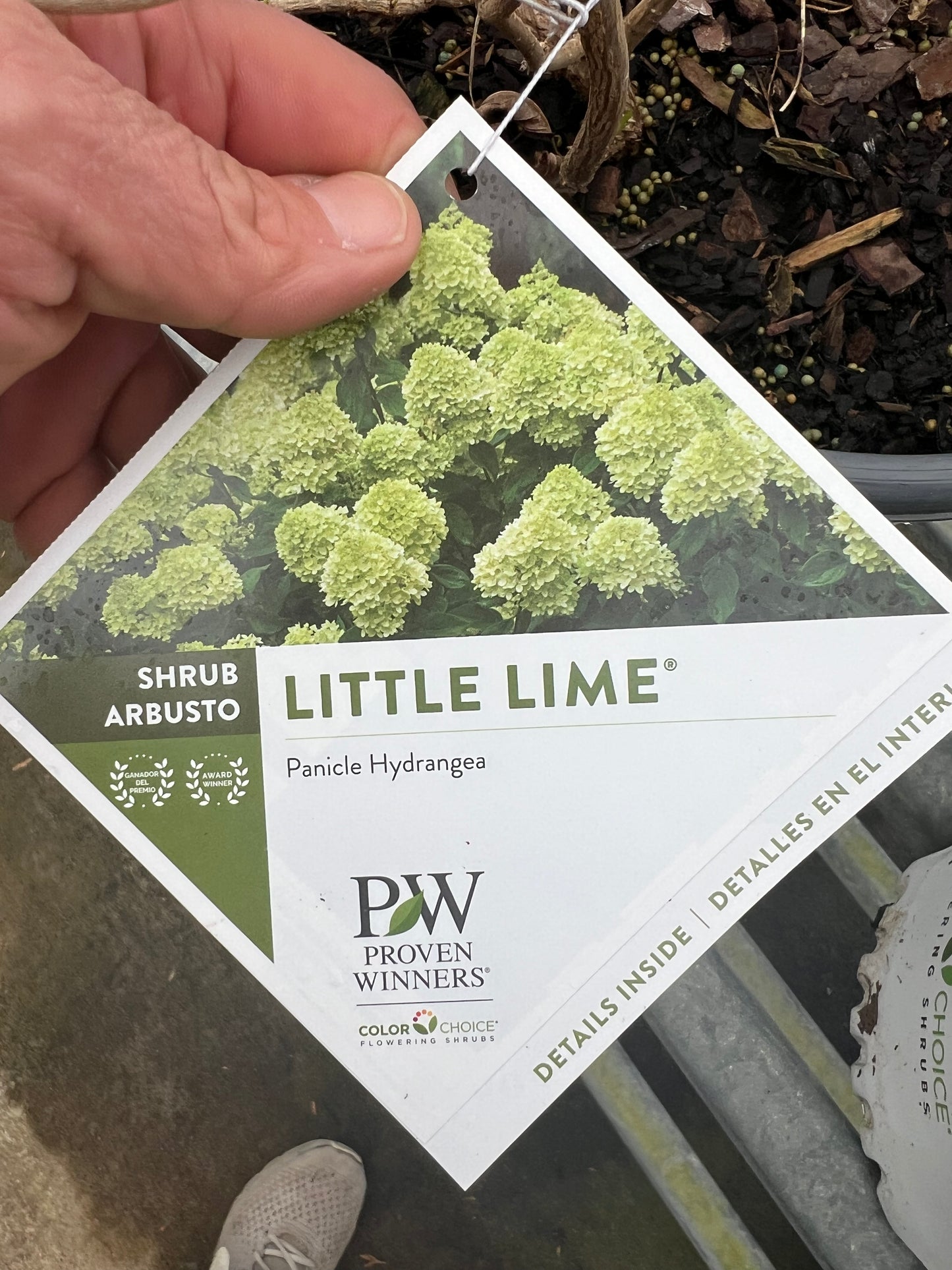 Little Lime Hydrangia