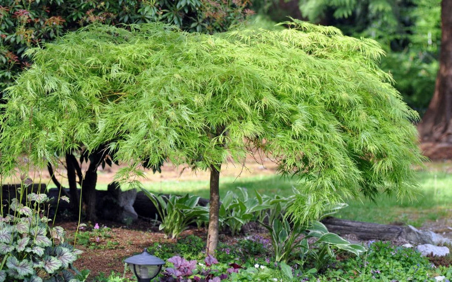 Laceleaf Japanese Maple - park grade