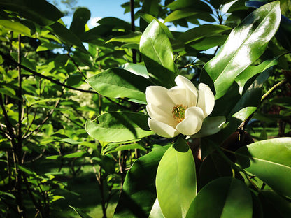 Moonglow Magnolia - 🌲