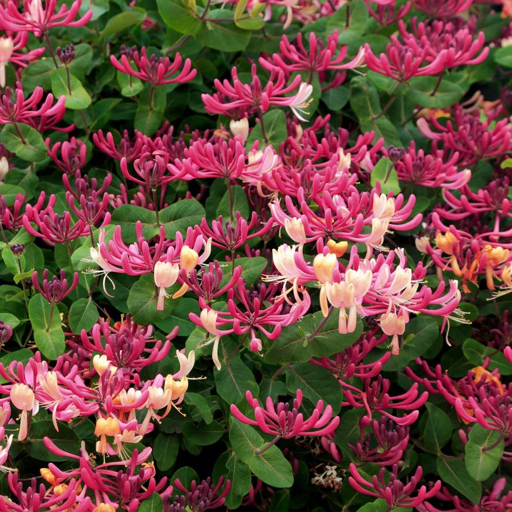 Honeysuckle- Peaches and Cream