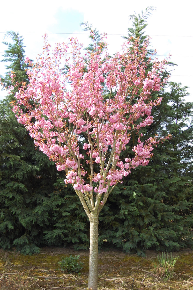 Kwanzan Cherry