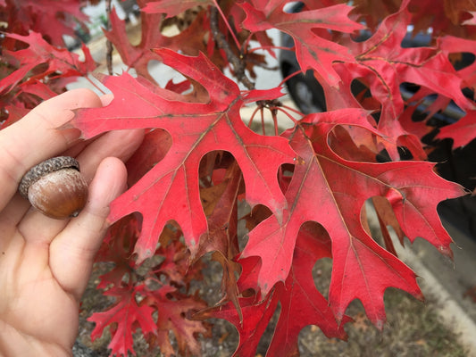 1.5” Scarlet oak