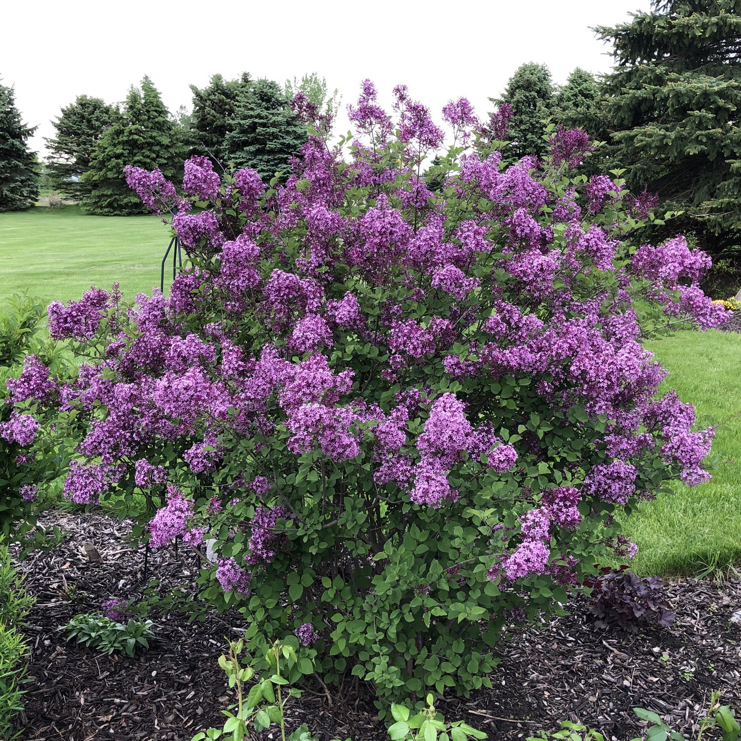 Lilac on Standard (10G)