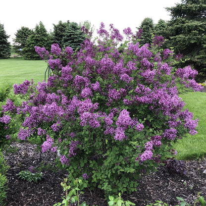 Lilac on Standard (10G)