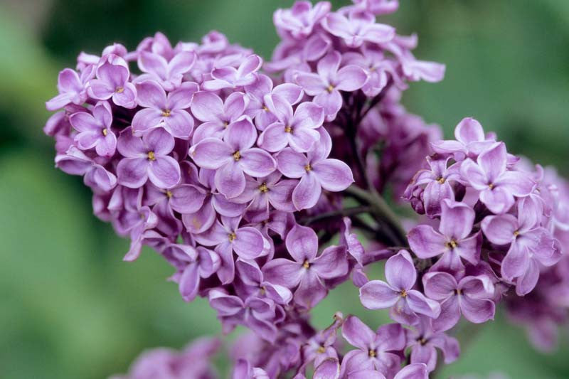 Lilac- Declaration