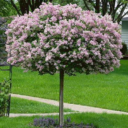 Lilac on Standard (10G)