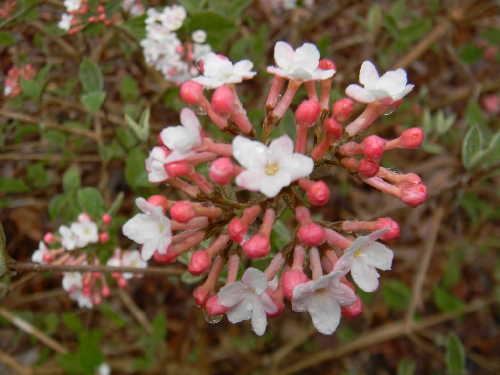 Judii Viburnum - 🌲
