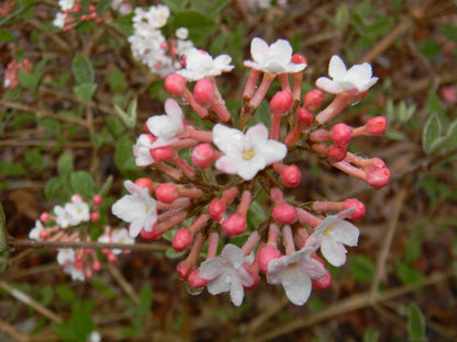 Judii Viburnum - 🌲