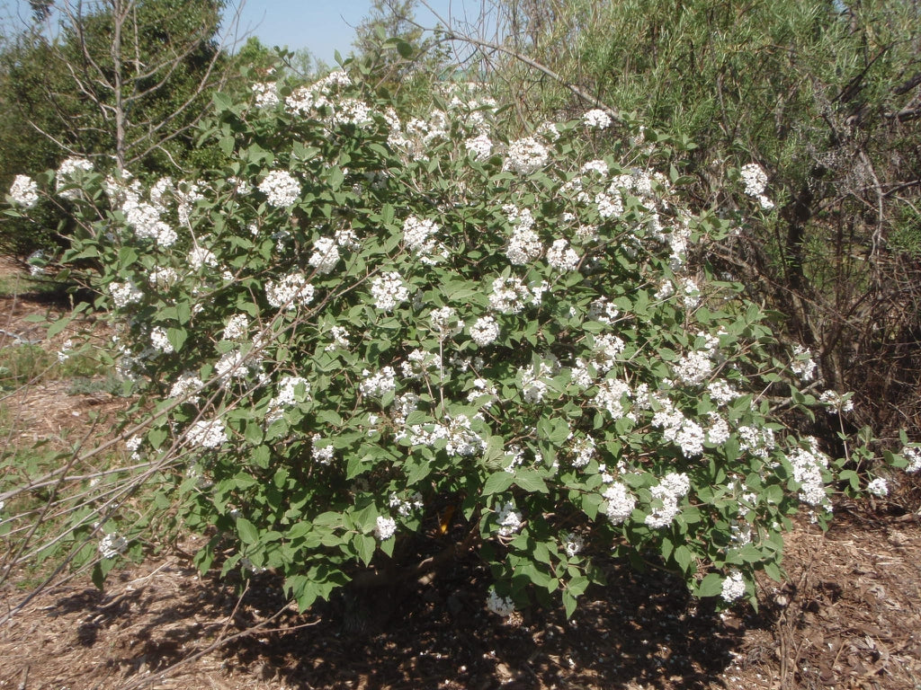 Judii Viburnum - 🌲