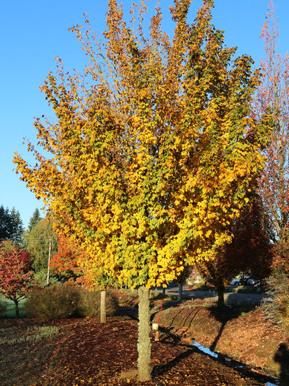 Metro Gold Hedge Maple - Acer campestre Metro Gold®