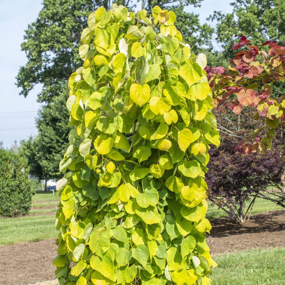 Golden Falls Redbud