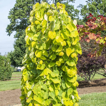 Golden Falls Redbud