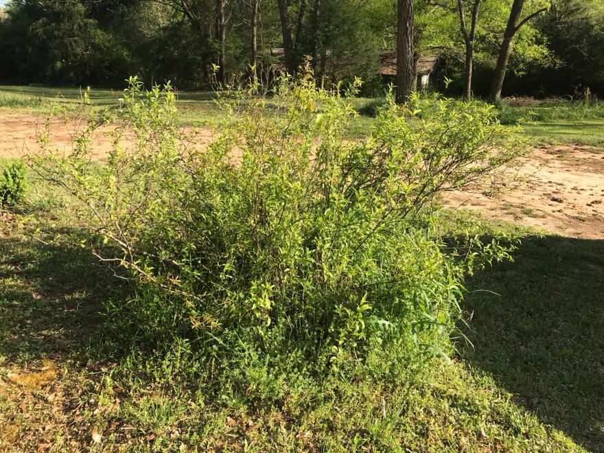 Mystery Bush