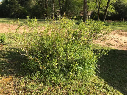 Mystery Bush