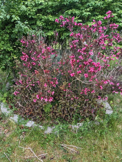 Mystery Bush