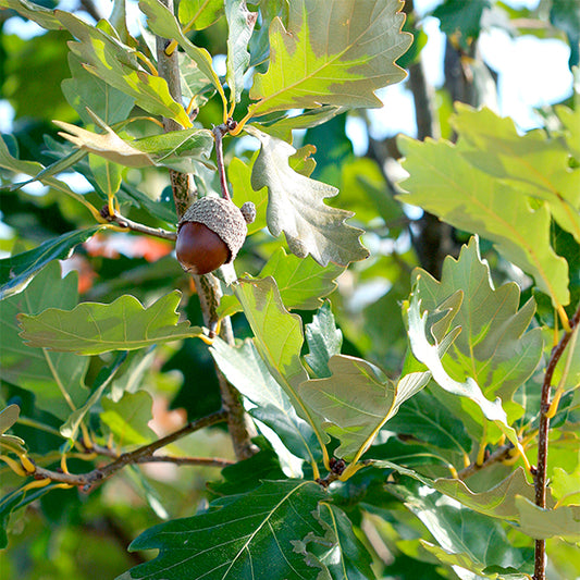 Heritage Oak