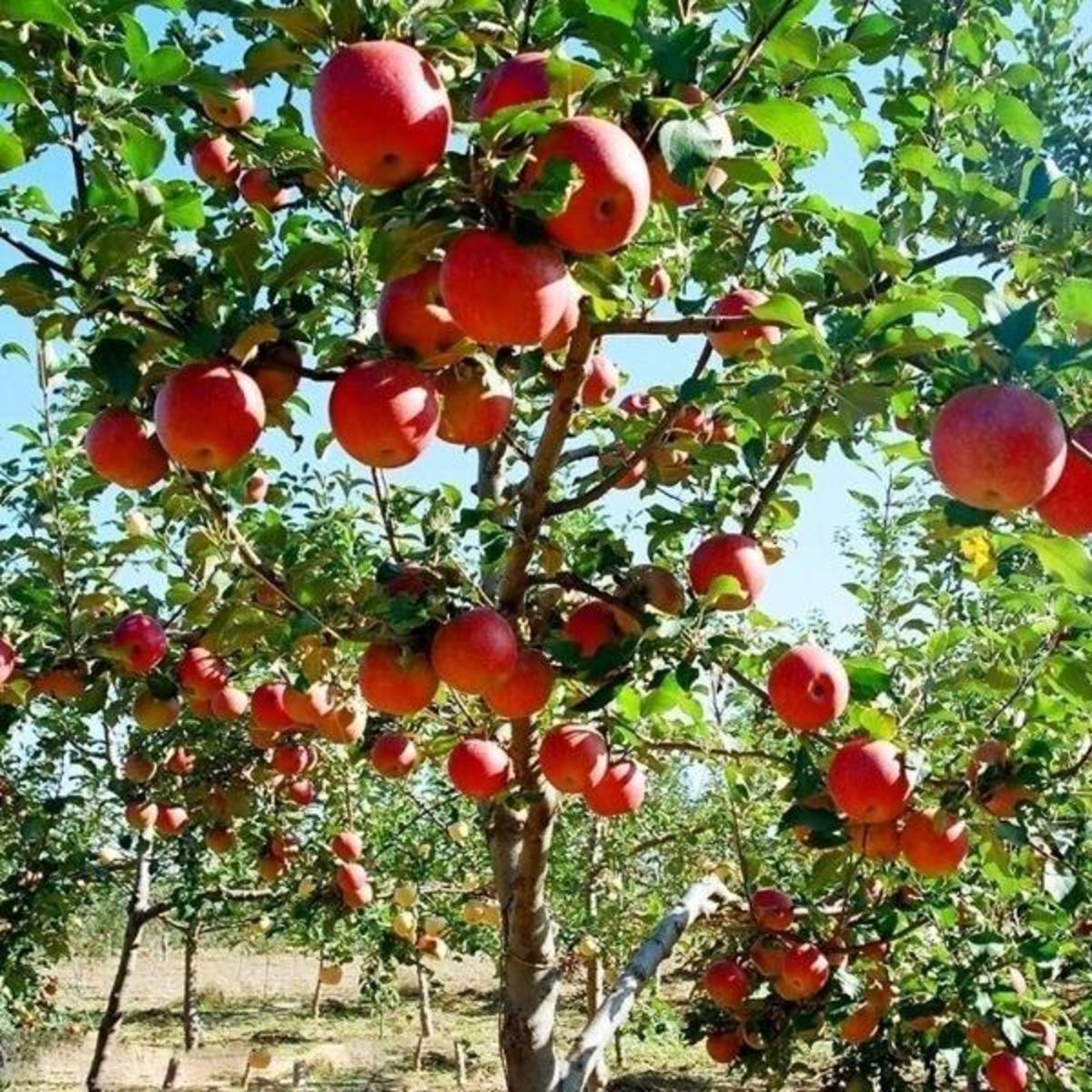 Fuji Apple Tree 1.5” - 🌲