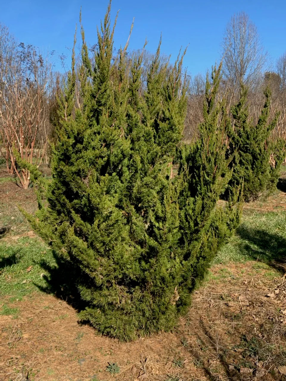 Green Juniper (Large)