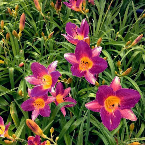 Daylilly-EarlyBird/Purple De Oro/Many Varities Available