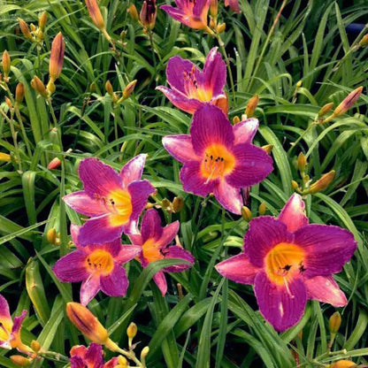 Daylilly-EarlyBird/Purple De Oro/Many Varities Available