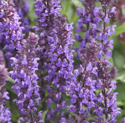 Salvia New Dimension Blue